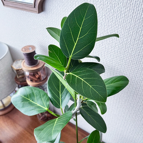フィカス⚫︎ベンガレンシス⚫︎曲がり⚫︎4号⚫観葉植物 アート