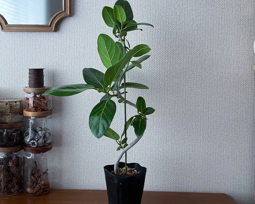 フィカス　ベンガレンシス4 観葉植物 フィカス ベンガレンシス 4号 曲り プラスチック鉢