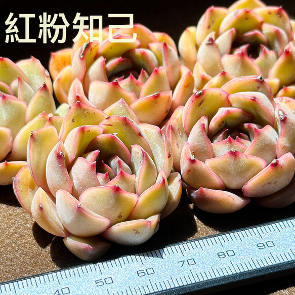 新入荷 多肉植物 エケベリア 紅粉知己 超美苗 レア種 多肉植物