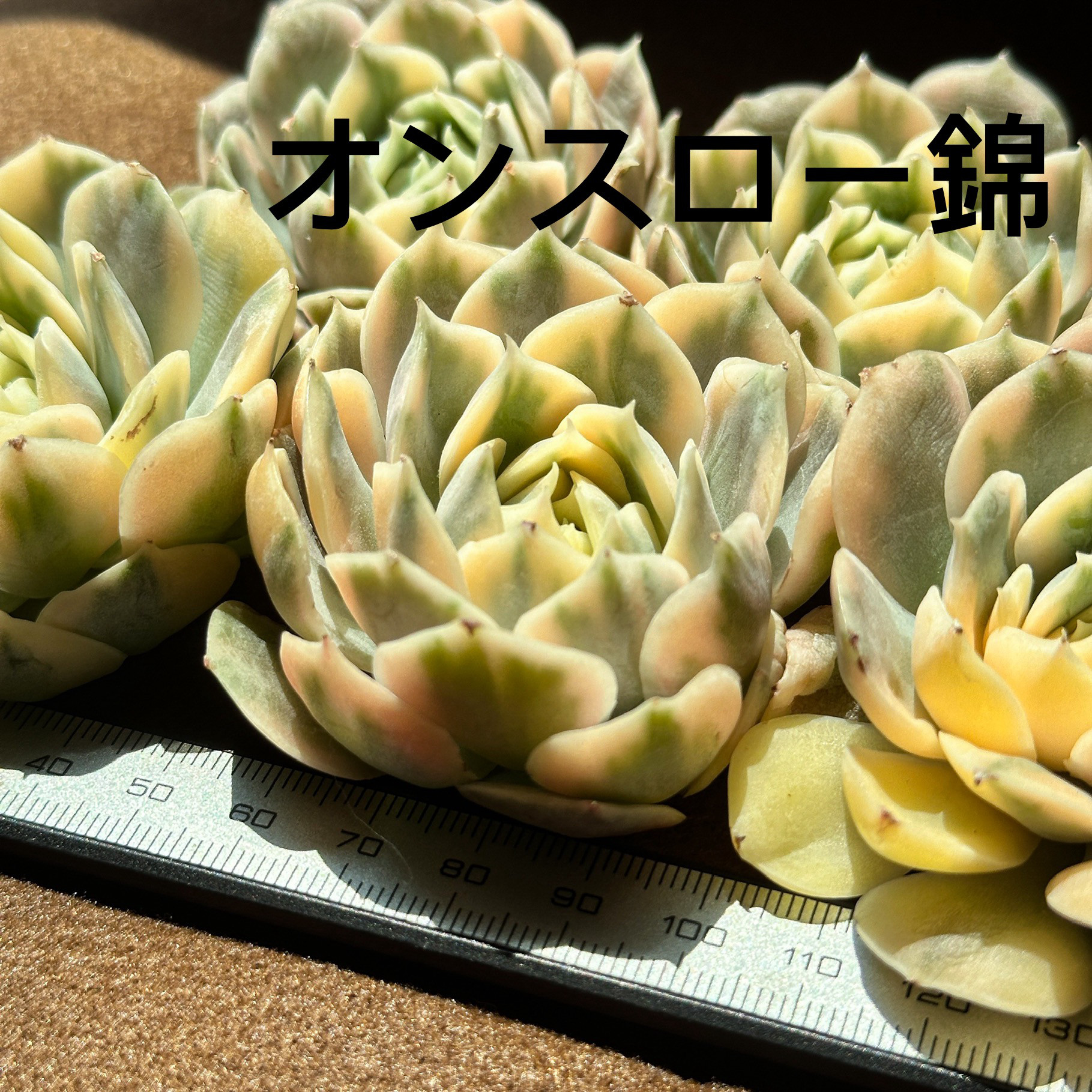 多肉植物 オンスロー錦 美苗 群生 抜き苗