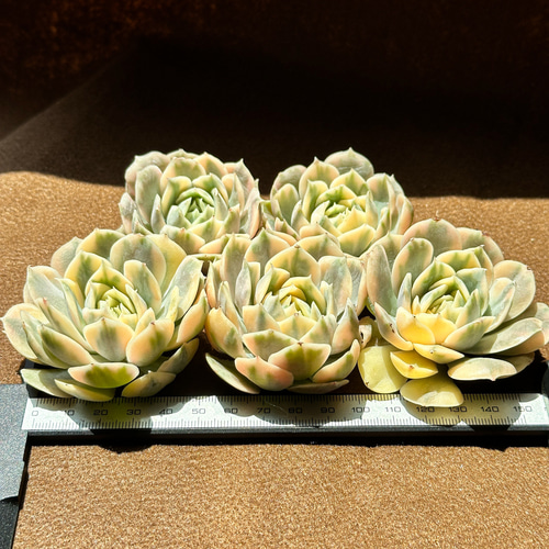 新入荷 多肉植物 エケベリア オンスロー錦 超美苗 レア種 大苗 多肉