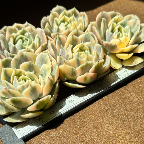 多肉植物 オンスロー錦 美苗 群生 抜き苗 【公式通販】