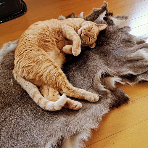 野営キャンプ 鹿ちゃん毛皮ラグマット その他素材 ナチュラル 野営キャンプ 鹿ちゃん毛皮ラグマット その他素材 ナチュラル
