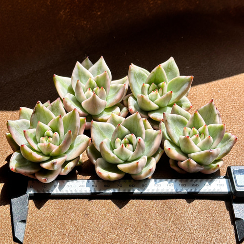 新入荷 多肉植物 エケベリア アイクソウル錦 超美苗 レア種 大苗 多肉