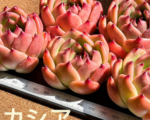 新入荷 多肉植物 エケベリア カシア 超美苗 レア種 多肉植物