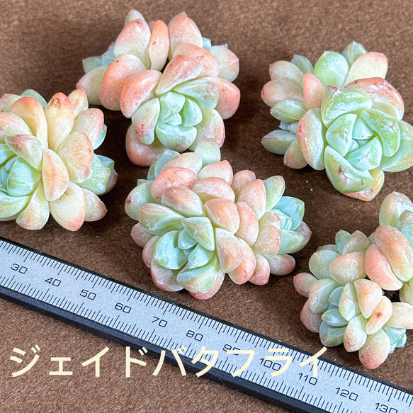 新入荷 多肉植物 エケベリア ジェイドバタフライ 超美苗 レア種 多肉