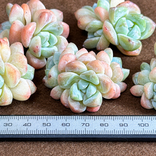 新入荷 多肉植物 エケベリア ジェイドバタフライ 超美苗 レア種 多肉
