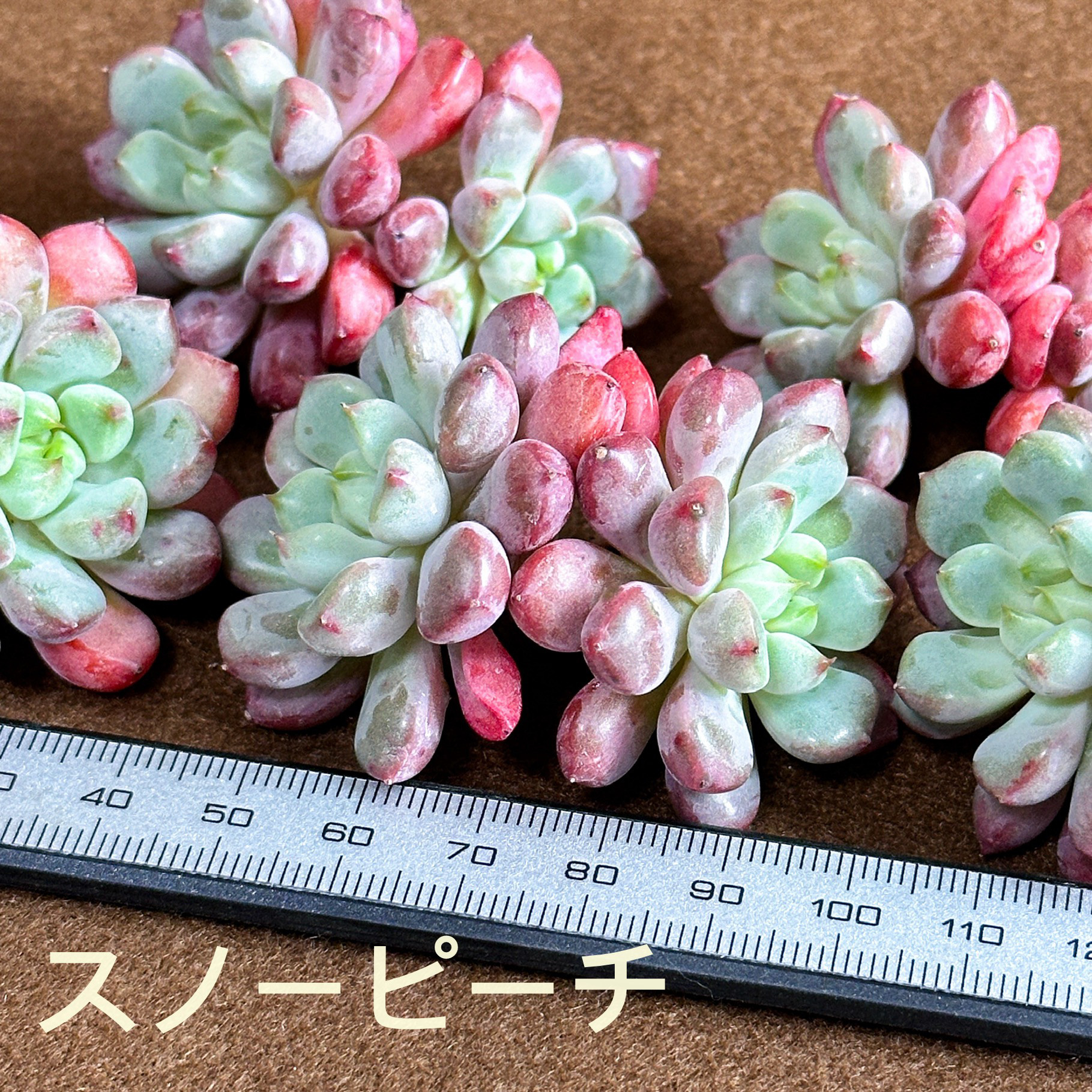 多肉植物　エケベリア　ピーチブロッサム　レア 多肉植物　エケベリア　ピーチブロッサム　レア