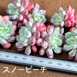 620e8d1cc17d5e12af4b7fdcdf66b0