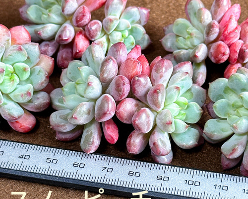 620e8d1cc17d5e12af4b7fdcdf66b0