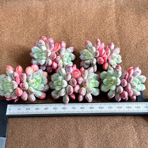 新入荷 多肉植物 エケベリア スノーピーチ 超美苗 レア種 多肉植物