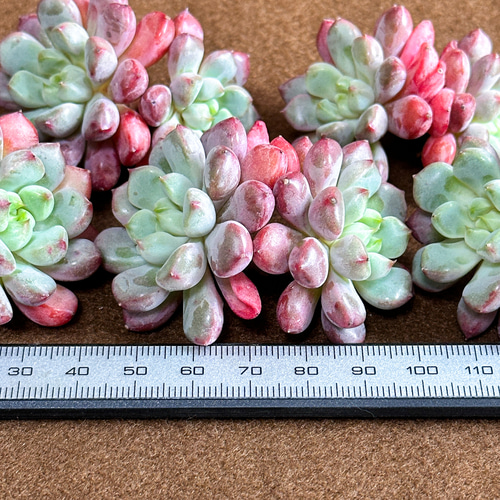 新入荷 多肉植物 エケベリア スノーピーチ 超美苗 レア種 多肉植物