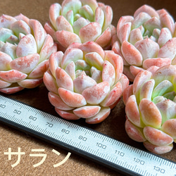 新入荷 多肉植物 エケベリア サラン 超美苗 レア種 大苗 多肉