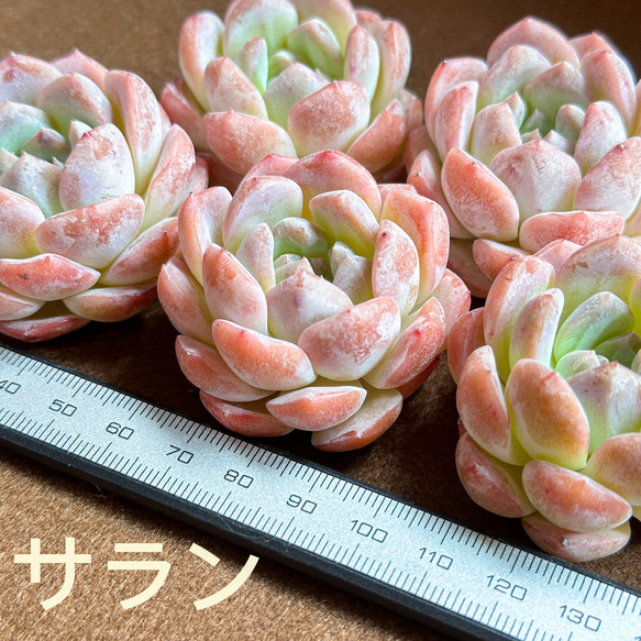 新入荷 多肉植物 エケベリア サラン 超美苗 レア種 大苗 多肉
