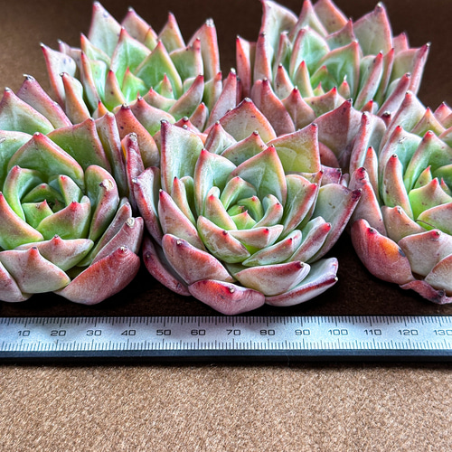 新入荷 多肉植物 エケベリア レッドドラゴン 超美苗 レア種 大苗 多肉