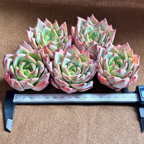 新入荷 多肉植物 エケベリア レッドドラゴン 超美苗 レア種 大苗 多肉