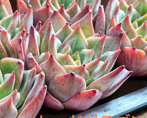 レッドトラス錦　綺麗な色斑入り　多肉植物　レア レッドトラス錦 綺麗な色斑入り 多肉植物 レア