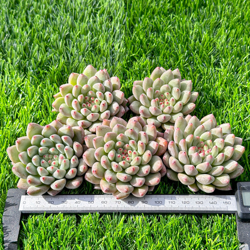 新入荷 多肉植物 エケベリア プリン 超美苗 レア種 多肉植物 新入荷 多肉植物 エケベリア プリン 超美苗 レア種 多肉植物
