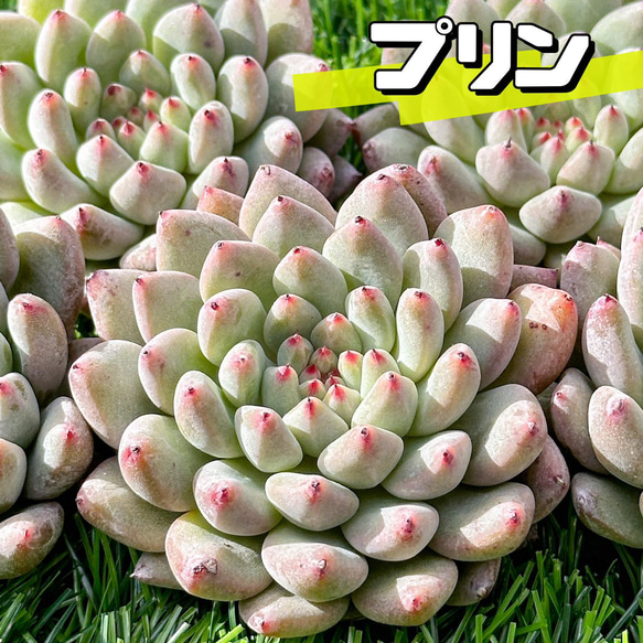 新入荷 多肉植物 エケベリア プリン 超美苗 レア種 多肉植物