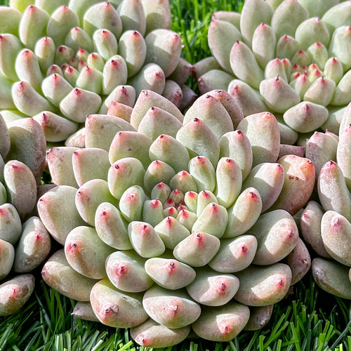 新入荷 多肉植物 エケベリア プリン 超美苗 レア種 多肉植物 新入荷 多肉植物 エケベリア プリン 超美苗 レア種 多肉植物