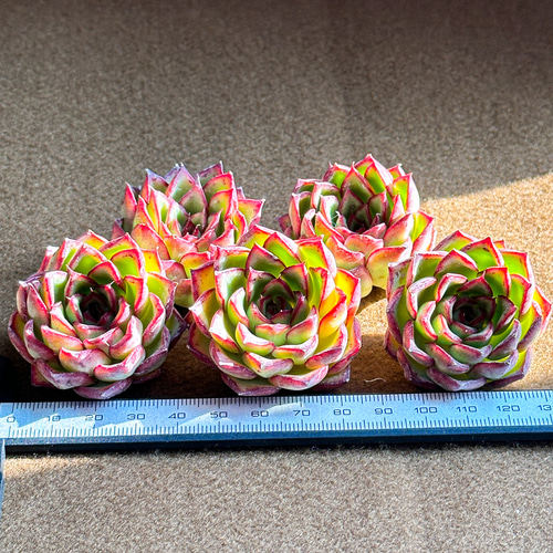 新入荷 多肉植物 エケベリア ホタル 超美苗 レア種 多肉植物 
