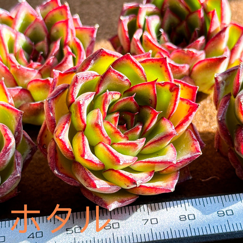 新入荷 多肉植物 エケベリア ホタル 超美苗 レア種 多肉植物 