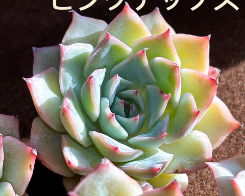 新入荷 多肉植物 エケベリア ピンクチップス超美苗 レア種 多肉植物