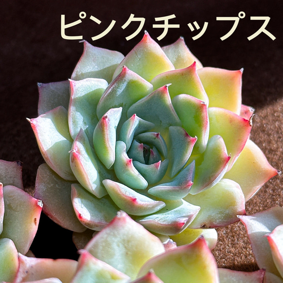 新入荷 多肉植物 エケベリア ピンクチップス超美苗 レア種 多肉植物