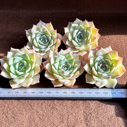 新入荷 多肉植物 エケベリア ピンクチップス超美苗 レア種 多肉植物