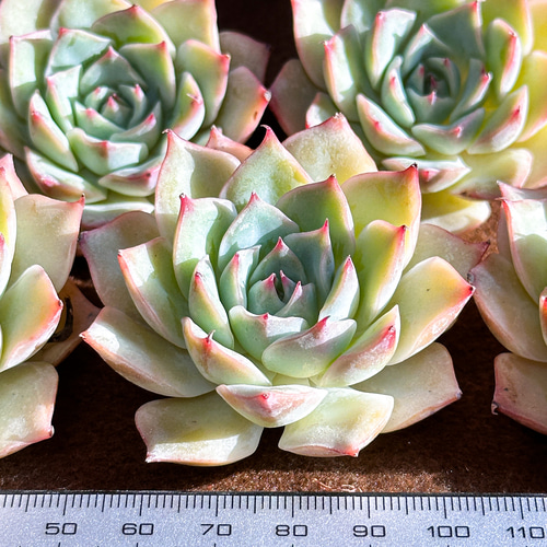 新入荷 多肉植物 エケベリア ピンクチップス超美苗 レア種 多肉植物