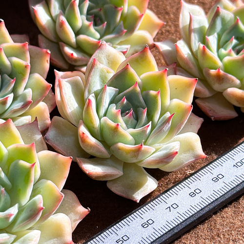 新入荷 多肉植物 エケベリア ピンクチップス超美苗 レア種 多肉植物