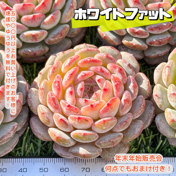 新年初物 特選エケベリア20ポット どっしり重たい株 【公式通販】