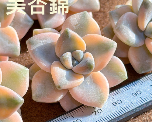 21#多肉植物アエオニウム錦❤️ 翡翠琉璃 ❤️28-30頭28cm 拔き苗 21#多肉植物アエオニウム錦❤️ 翡翠琉璃 ❤️28-30頭28cm 拔き苗