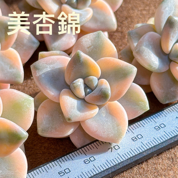新入荷 多肉植物 エケベリア 美杏錦 レア種 2苗セット 多肉植物