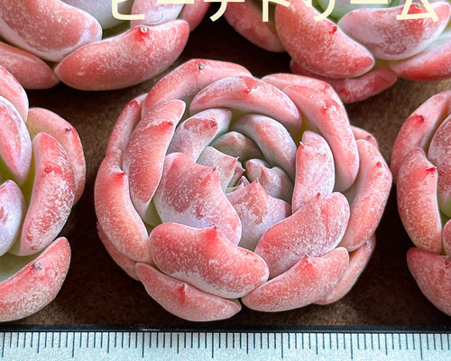 多肉植物　エケベリア　ピーチブロッサム　レア 多肉植物 エケベリア ピーチブロッサム レア ピーチブロッサム