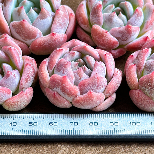 新入荷 多肉植物 エケベリア ピーチドリーム レア種 多肉植物