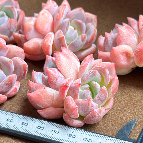 新入荷 多肉植物 エケベリア ピンクピーチ レア種 多肉植物 