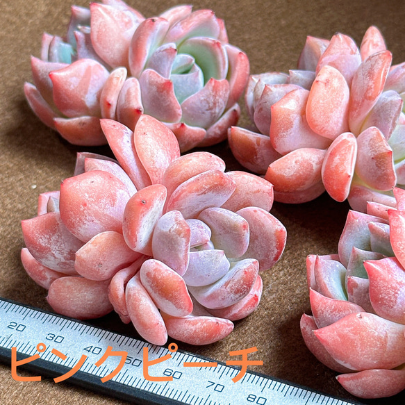 ピンクチップ錦♥マジョリカ♥　多肉植物　エケベリア ピンクチップ錦♥マジョリカ様専用♥ 多肉植物 エケベリア 【公式通販】