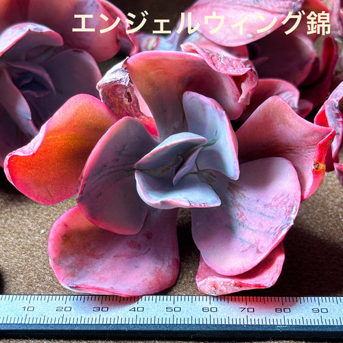 エンジェルリーナス錦　多肉植物　エケベリア　斑入り　抜き苗　根付き エンジェルリーナス錦 多肉植物 エケベリア 斑入り 抜き苗 根付き