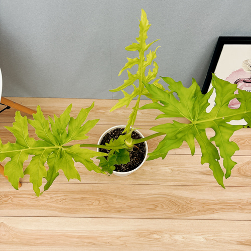 現品］【希少】E フィロデンドロン セローム ゴールドリーフ 7号 観葉