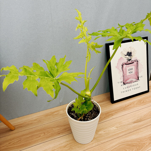 現品］【希少】E フィロデンドロン セローム ゴールドリーフ 7号 観葉