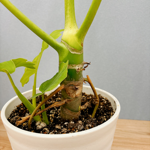 現品］【希少】E フィロデンドロン セローム ゴールドリーフ 7号 観葉