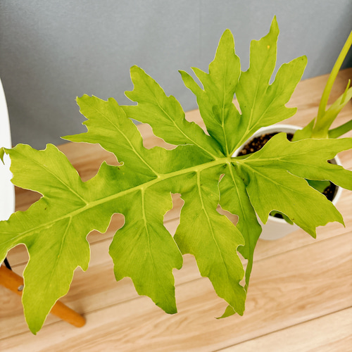 現品］【希少】E フィロデンドロン セローム ゴールドリーフ 7号 観葉