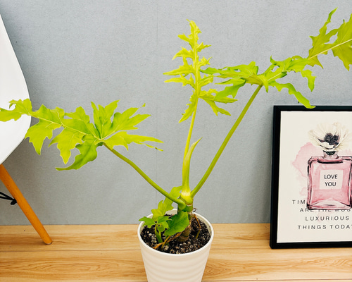 現品］【希少】E フィロデンドロン セローム ゴールドリーフ 7号 観葉