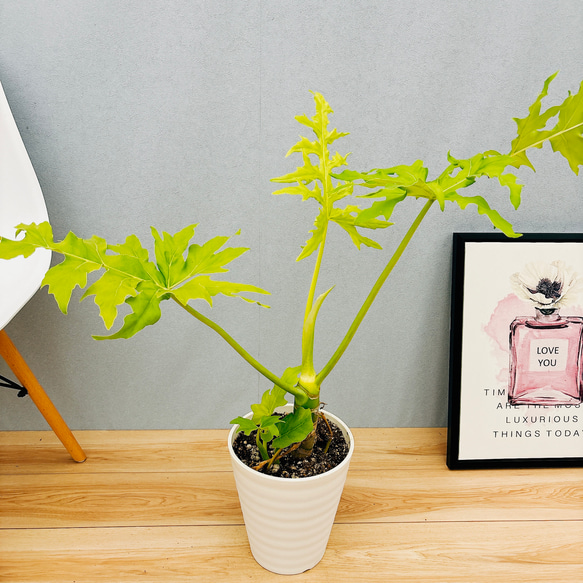 幹立ち フィロデンドロン セローム ゴールドリーフ セローム・ゴールドリーフ 07191 販売・通販［詳細ページ