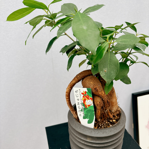 ガジュマル　斑入り2種　フィカス　観葉植物　インテリア ガジュマル 斑入り2種 フィカス 観葉植物 インテリア フィカス