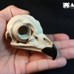 モルモット(Cavia porcellus)等倍頭骨 その他置物 アンフィ合同会社