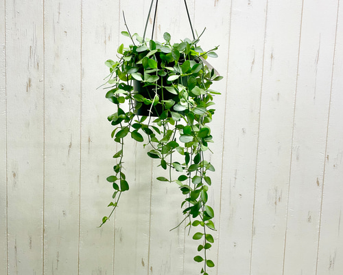 Hoya sp. NS05-055 | Vermont Hoyas