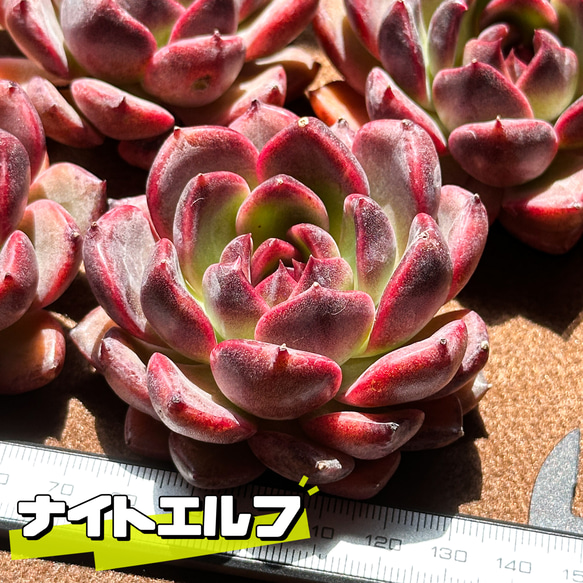 新入荷 多肉植物 エケベリア ナイトエルフ レア種 多肉植物