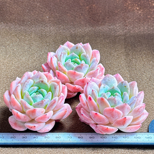 大人気 多肉植物 エケベリア ストロベリーミルクシェイク 超美苗 レア  